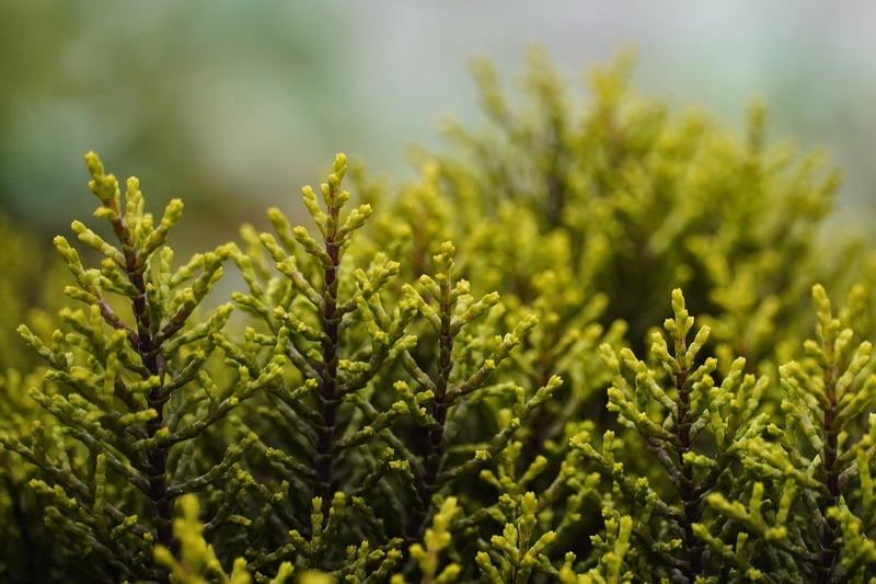 Whimsical shrubs