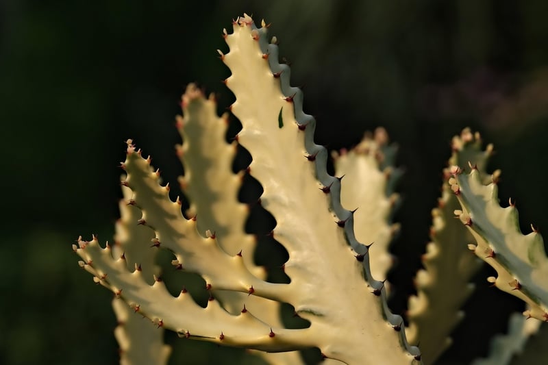 Moon Cactus