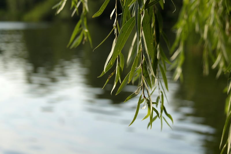 Enchanted Weeping Willow